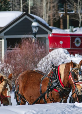 Horse-Drawn Sleigh & Wine Snowshoe at Grafton Trails
